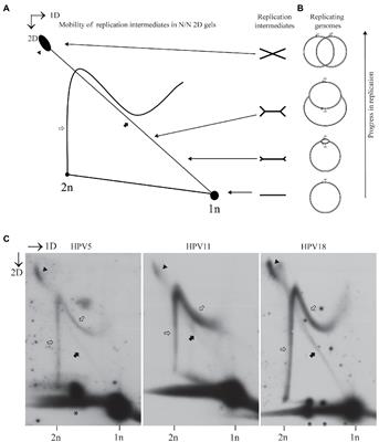 Analysis of the Replication Mechanisms of the Human Papillomavirus Genomes